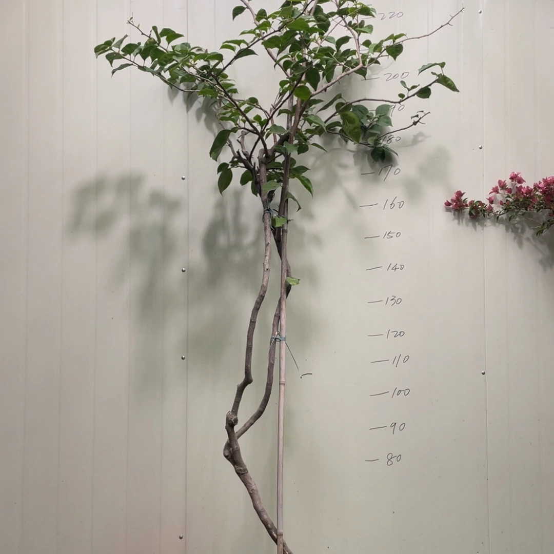 完全开放三角梅8888888