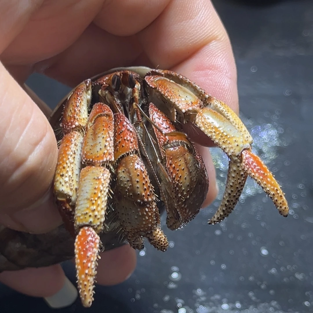 澳瓜3.2口径需要拍加热包