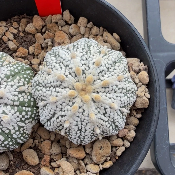 嗜彩的奇迹捡漏拍