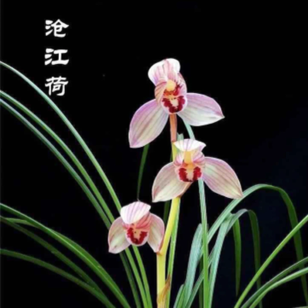 【苍江荷】莲瓣兰名品 国兰2苗 花开浓香 好养易活 对版 人工种植