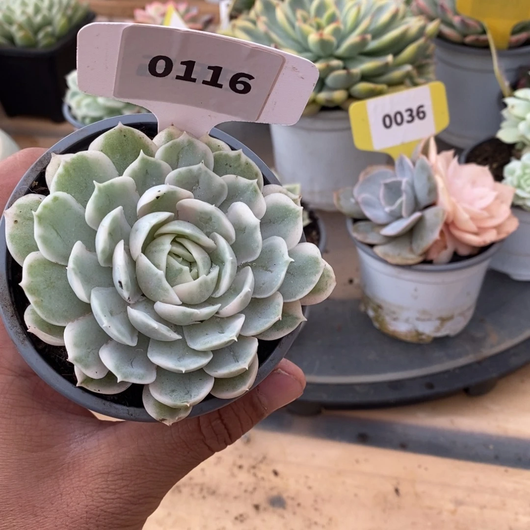 0116昂斯诺哈哈哈