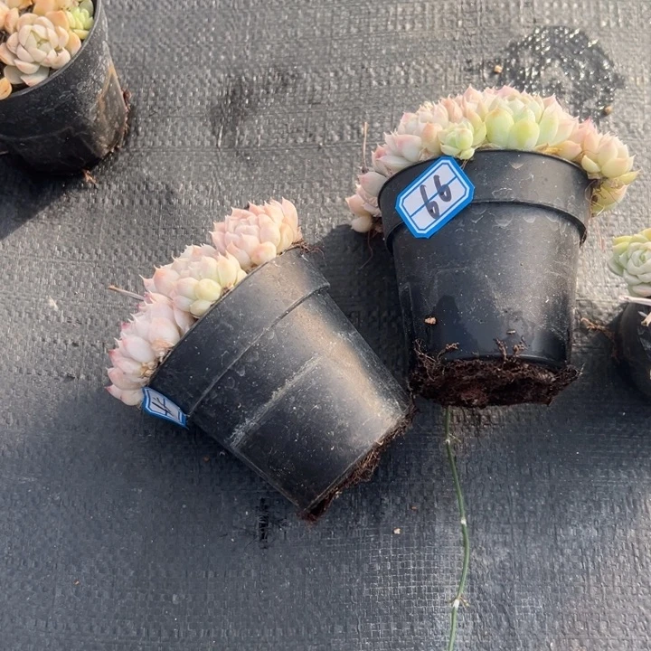 苏***非一物一拍白月影多肉656667