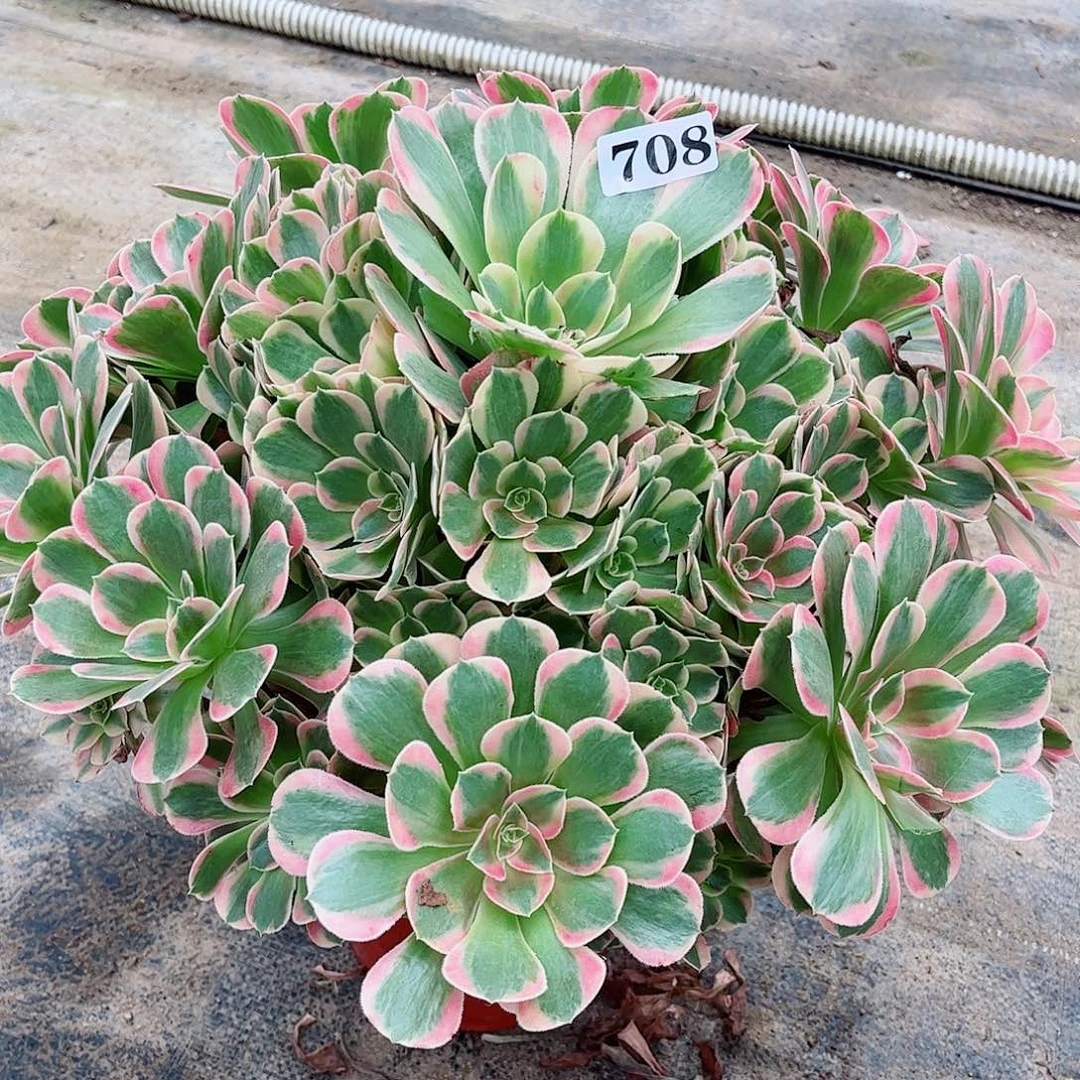 无花朵༺****“多肉植物布加迪708