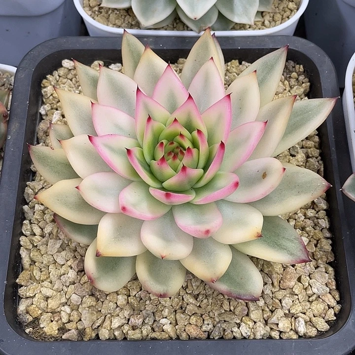 摩根宽锦一物一拍