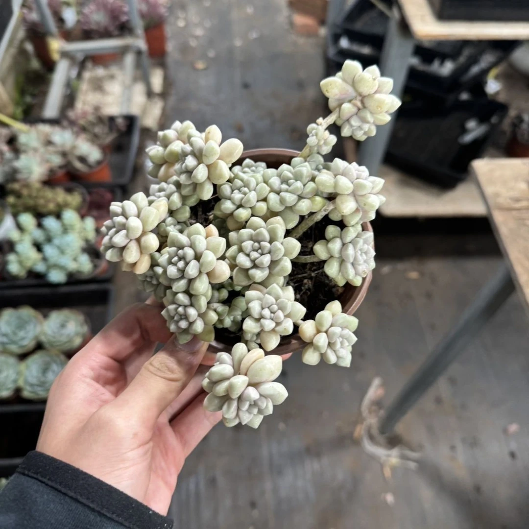 【丸叶姬秋丽】(拼满15元包邮)室内盆栽净化绿植盆栽大棚多肉