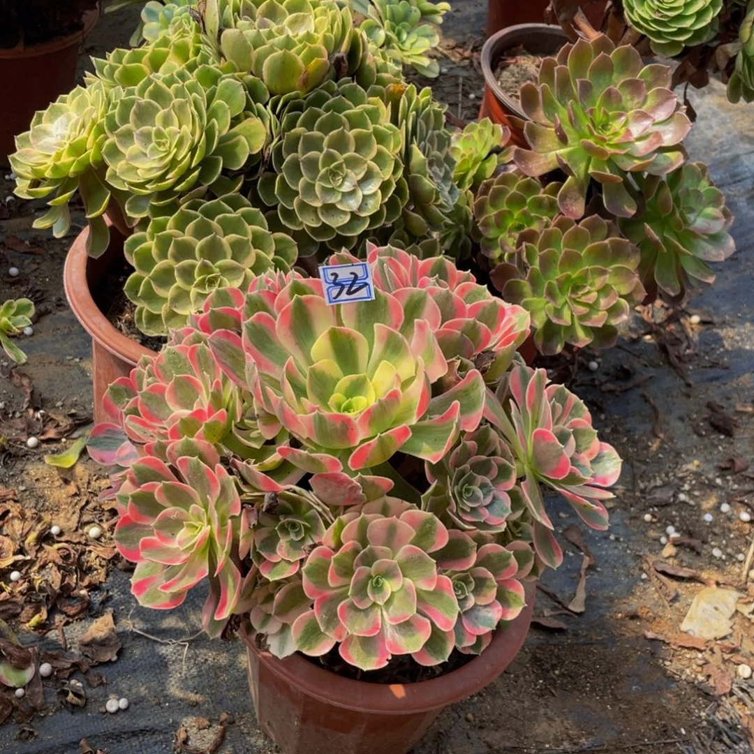 鲜花老桩32鲜花老桩