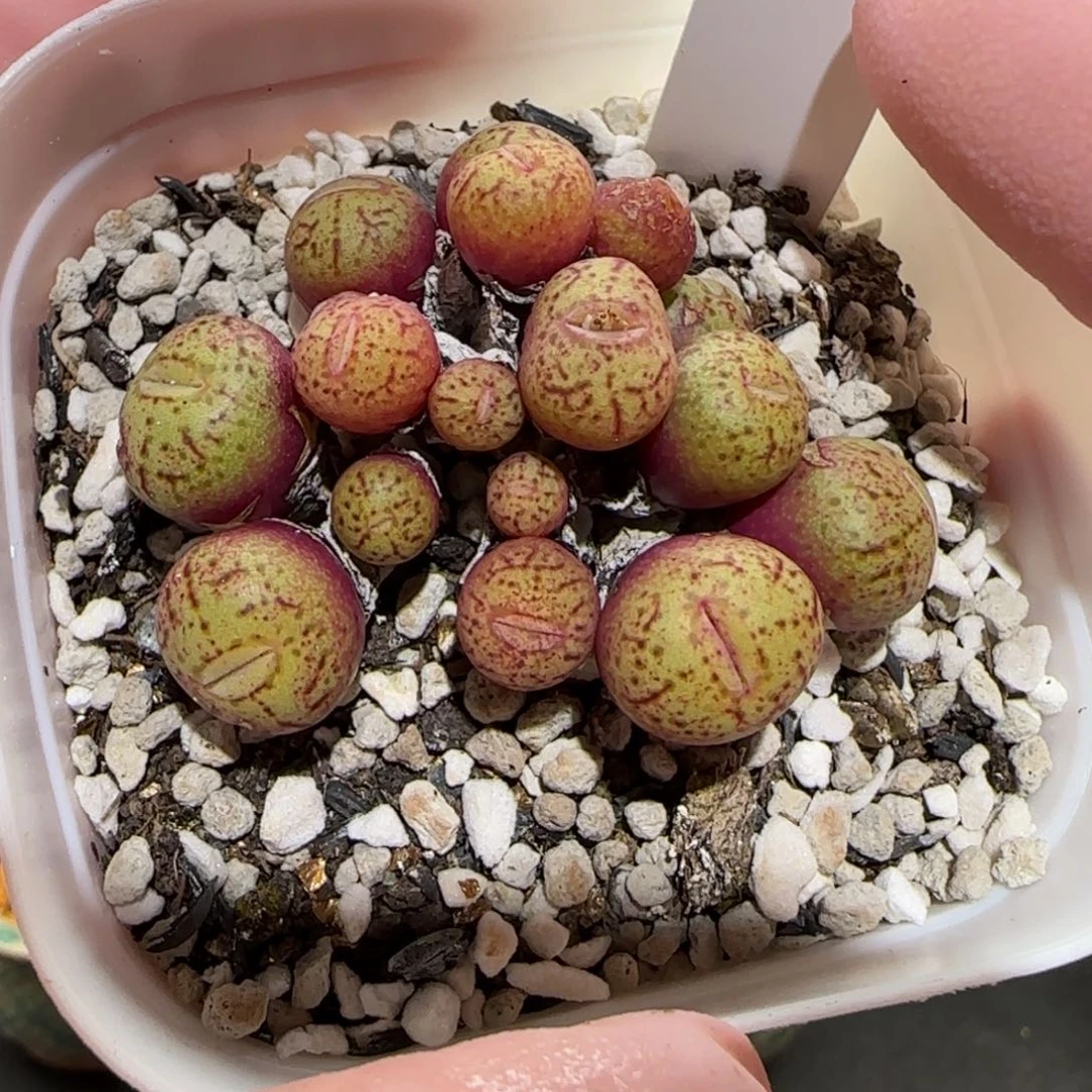 肉锥多肉植物百科-695