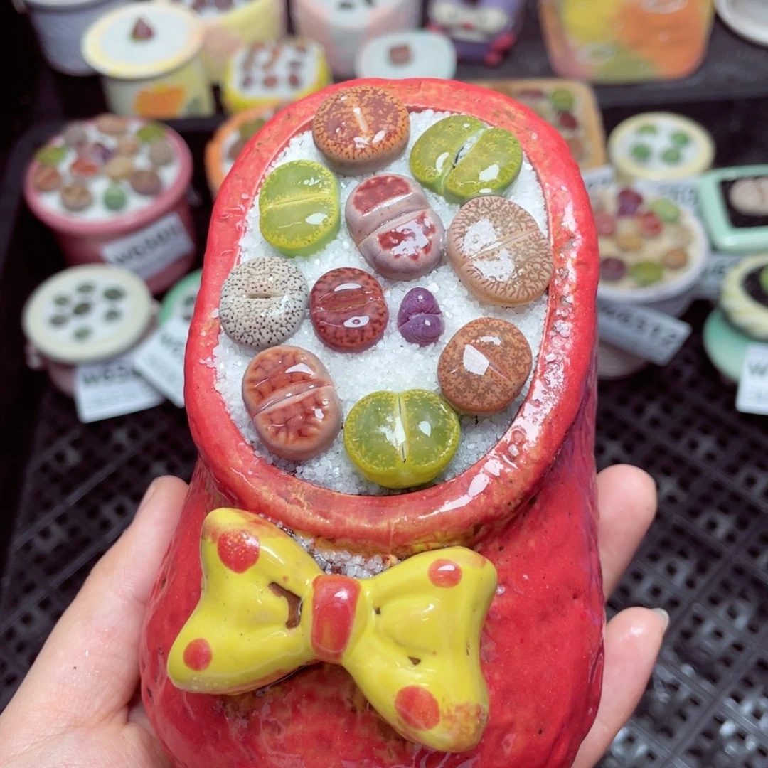 w6515 -零下地区拍保温箱-15支持寄养