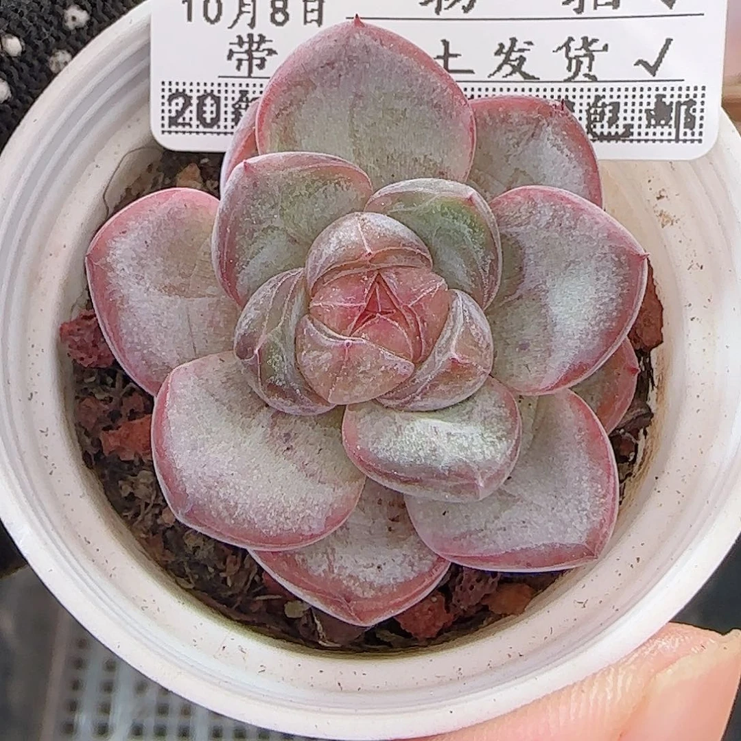 多肉1008--410星星珍妮