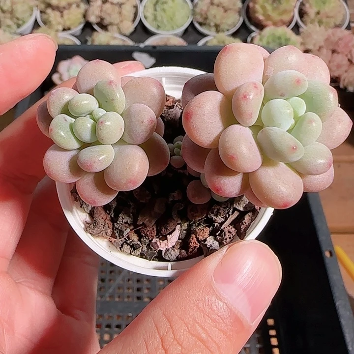 1117------75鱼子酱小老桩散