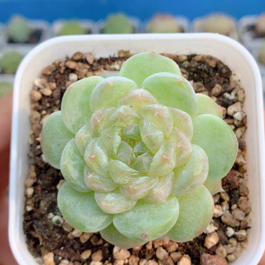 58包邮  群生不包整10