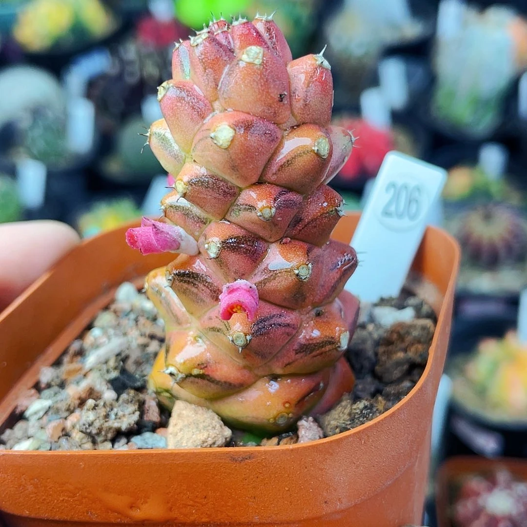 非偏远地区满25包邮仙人球