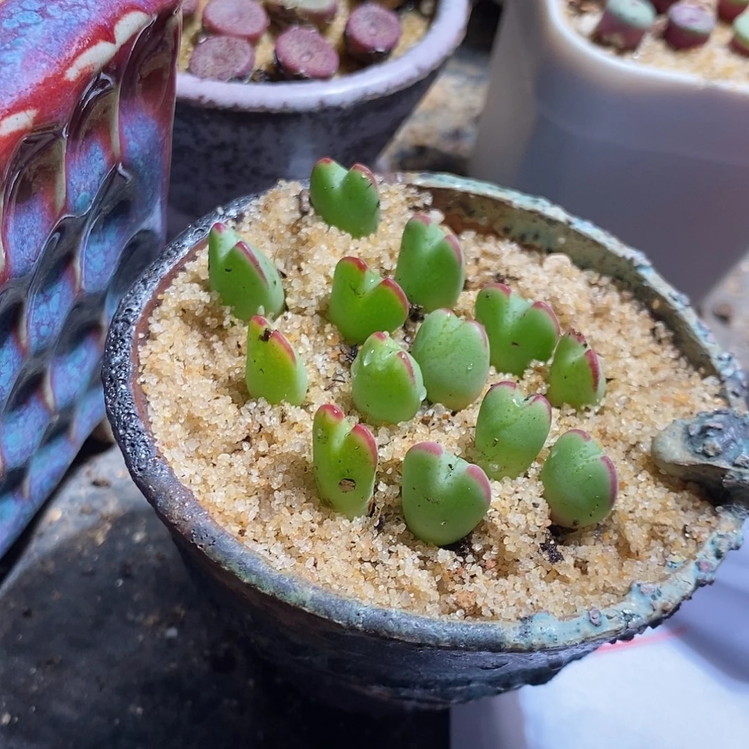 13316。 一颗将杂琥珀。