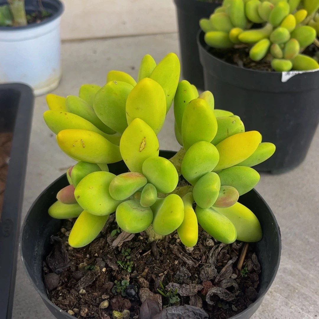 326-芒果奶多肉10cm