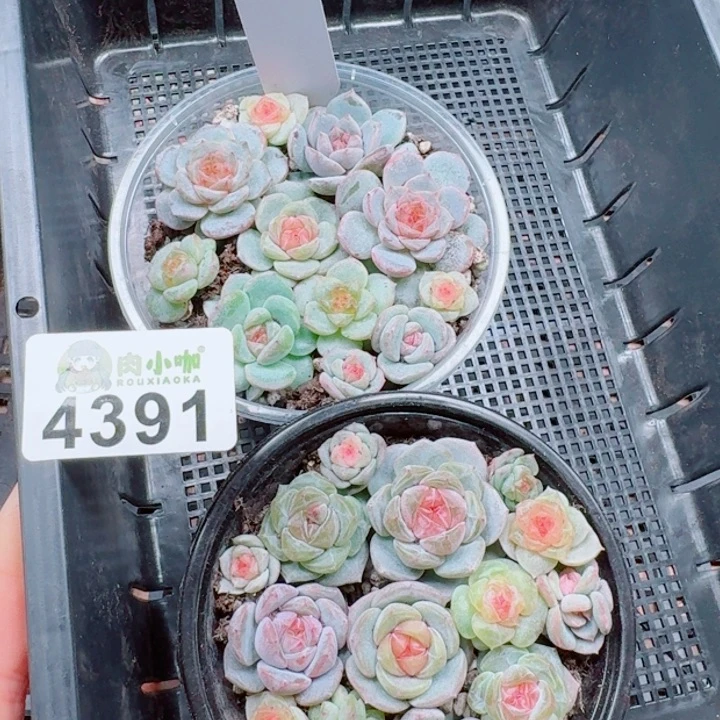 日****多肉植物多肉植物