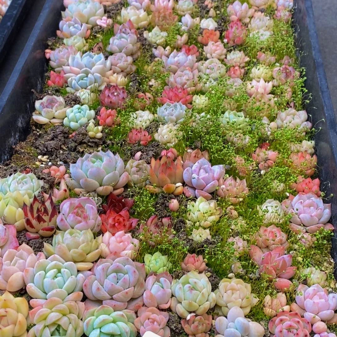 玲*863多肉植物保护研究所所长助理