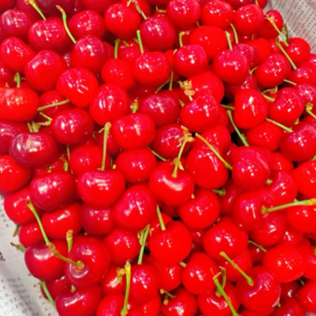 山东大号先锋大樱桃1斤1L其他品种