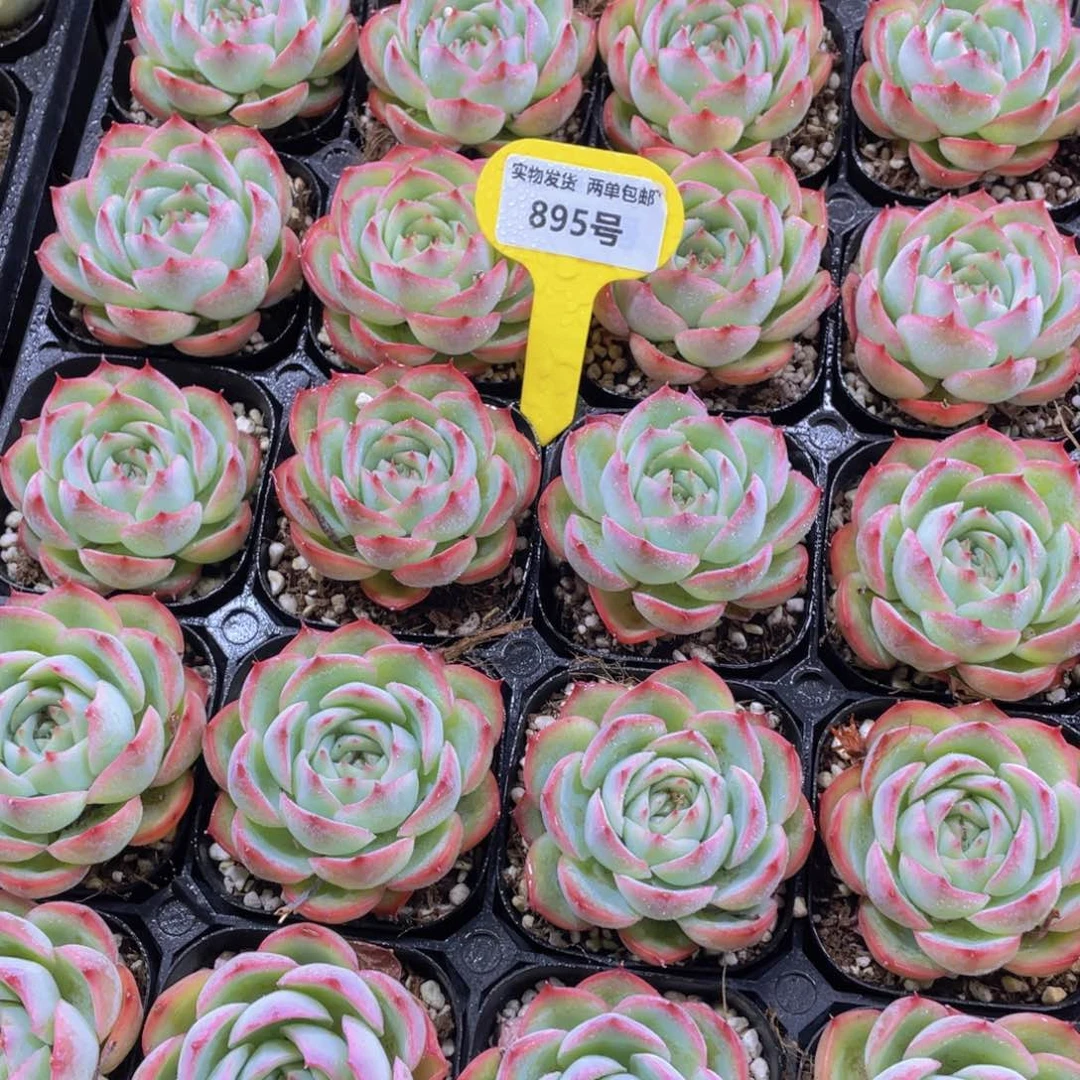 895号 玫瑰花精品侧影单头一个