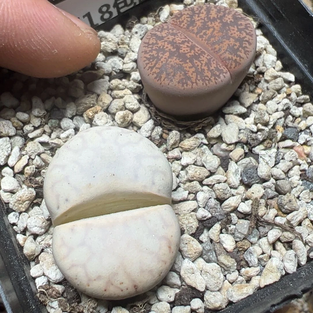 【闪购商品】 274。