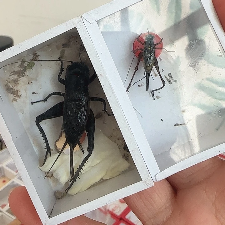 2黑➕2断须琥珀啊啊啊啊