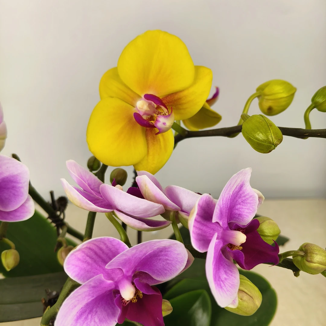 蝴蝶兰【宝贝➕菠萝】花苗盆栽带花剑花苞客厅室内四季好养