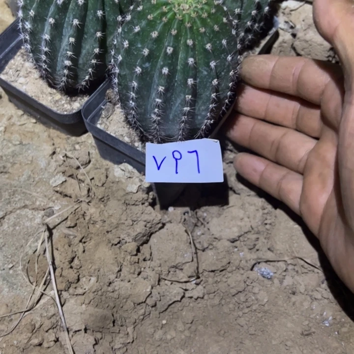 双****V97金妞蓉蓉一颗25///