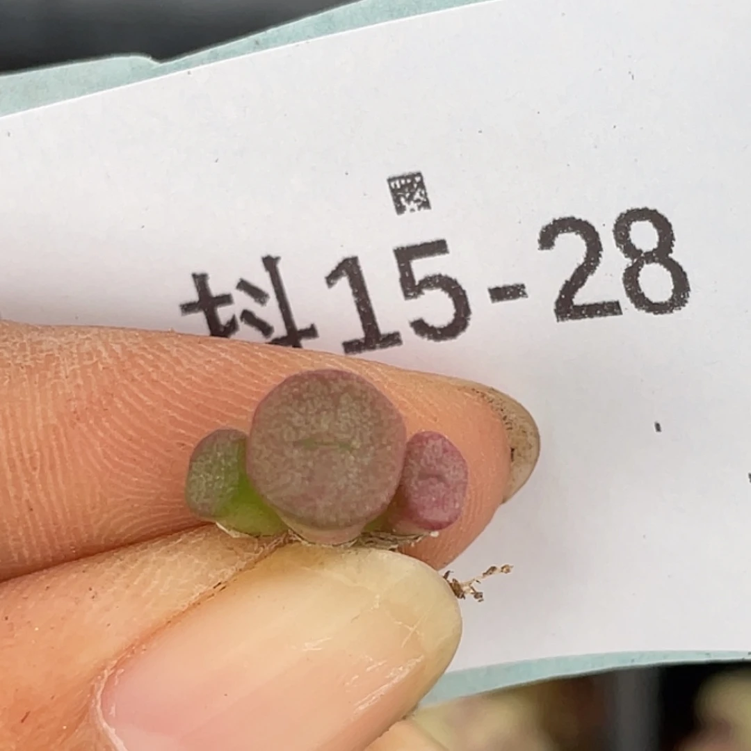 15-28猪鼻子多肉植物