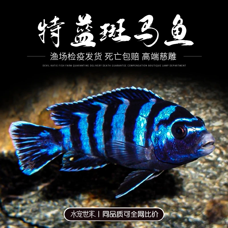 特蓝斑马三湖慈鲷热带观赏鱼水族活体鱼缸凶猛鱼坦鲷鱼易养好活鱼