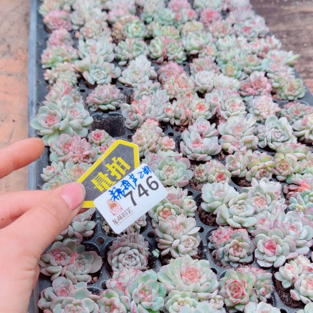 多肉植物多肉植物