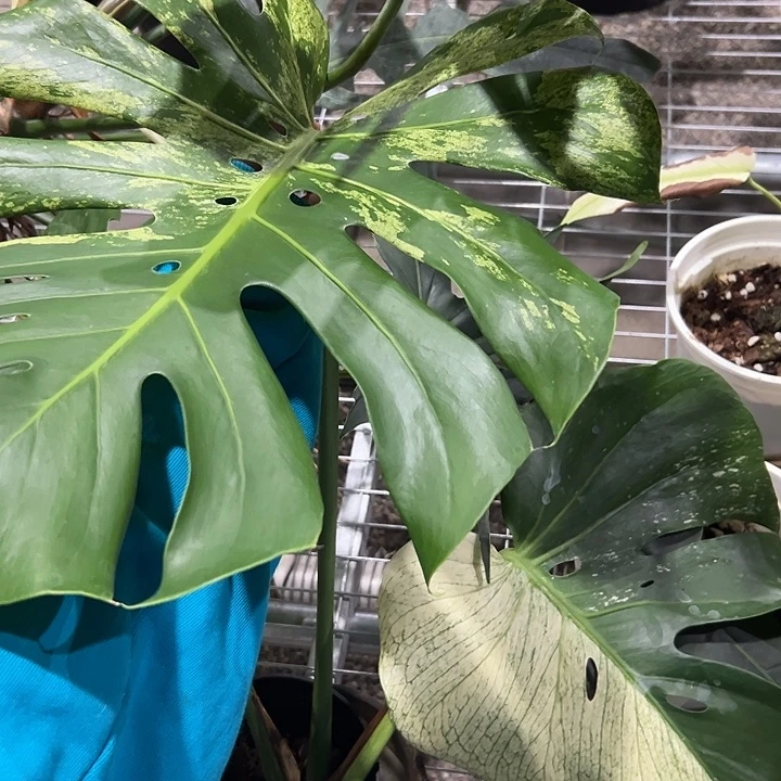 不开花植物短茎薄荷