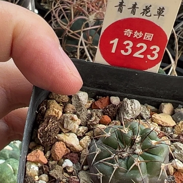 实生圆盘玉一棵仙人球