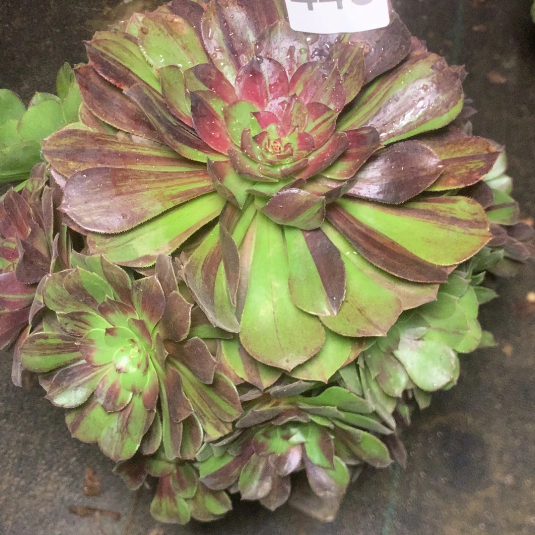 443花月夜多肉植物