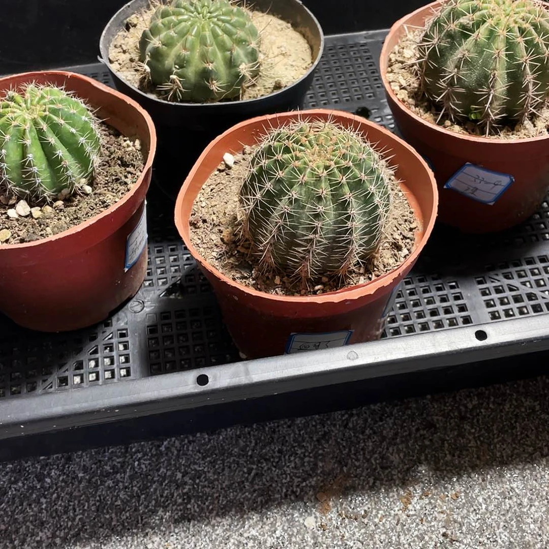 四颗不同口味不同颜色