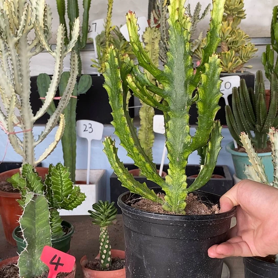 无花朵翡翠玉柱一物一拍