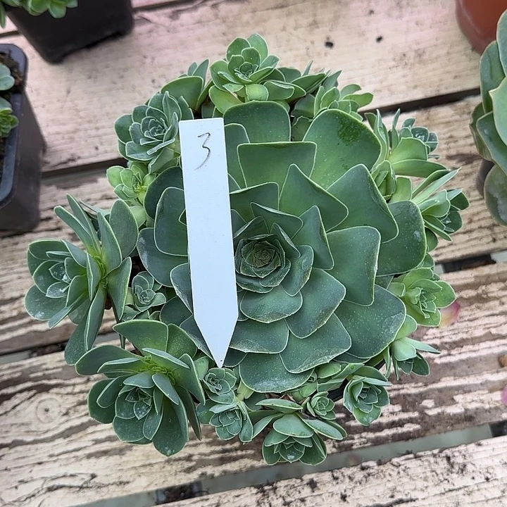 山地玫瑰一物一拍脱土发，3号，不包断侧芽