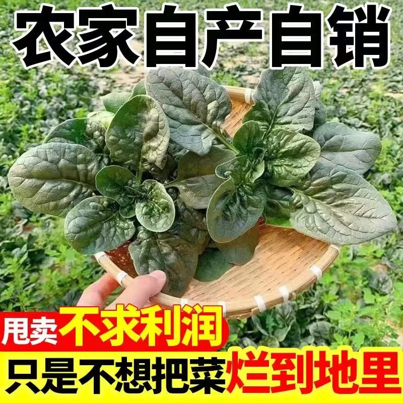 【超低价】河南新鲜菠菜矮杆趴地菠菜露天新鲜蔬菜霜冻青菜火锅蔬菜