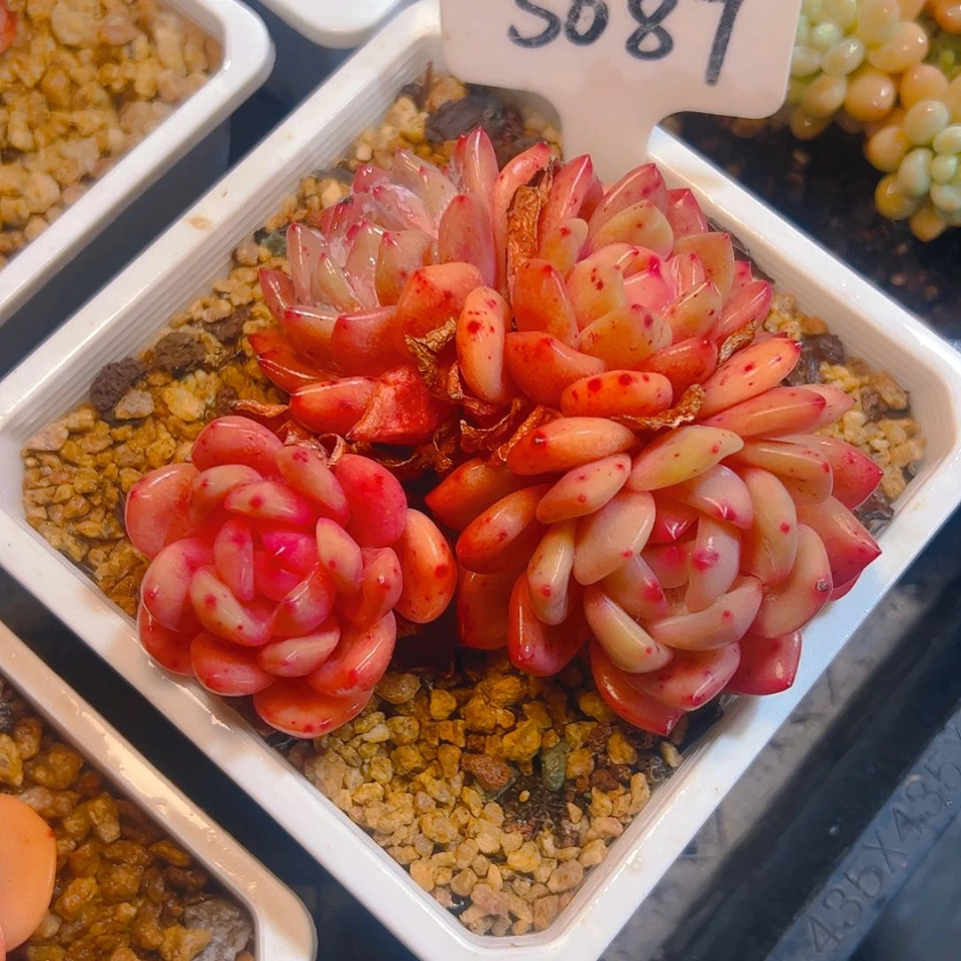 馥*白韩橙四头5087号一物一拍