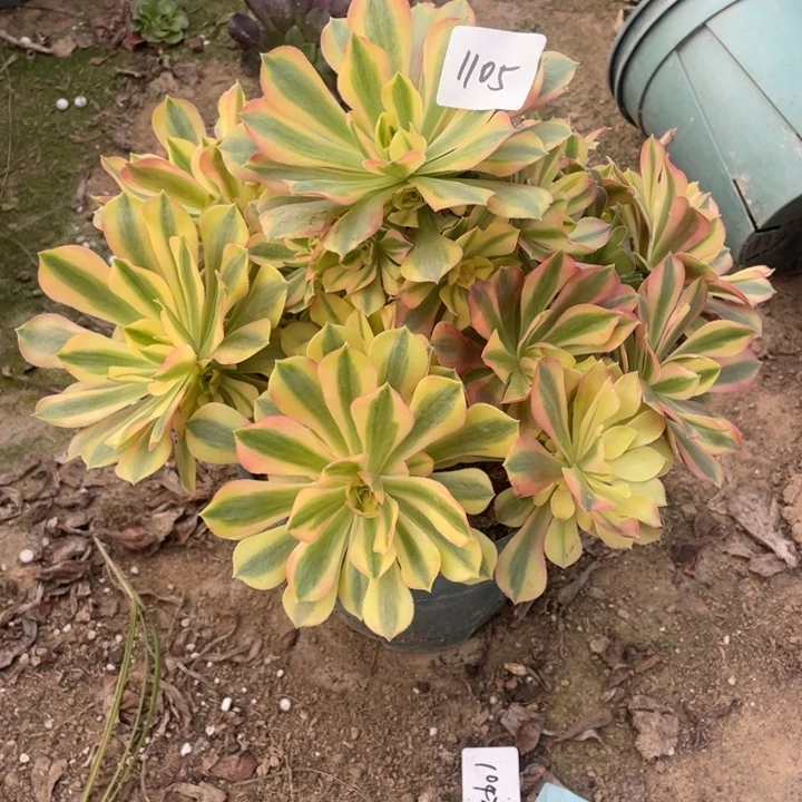 法师植物洛神法师1105