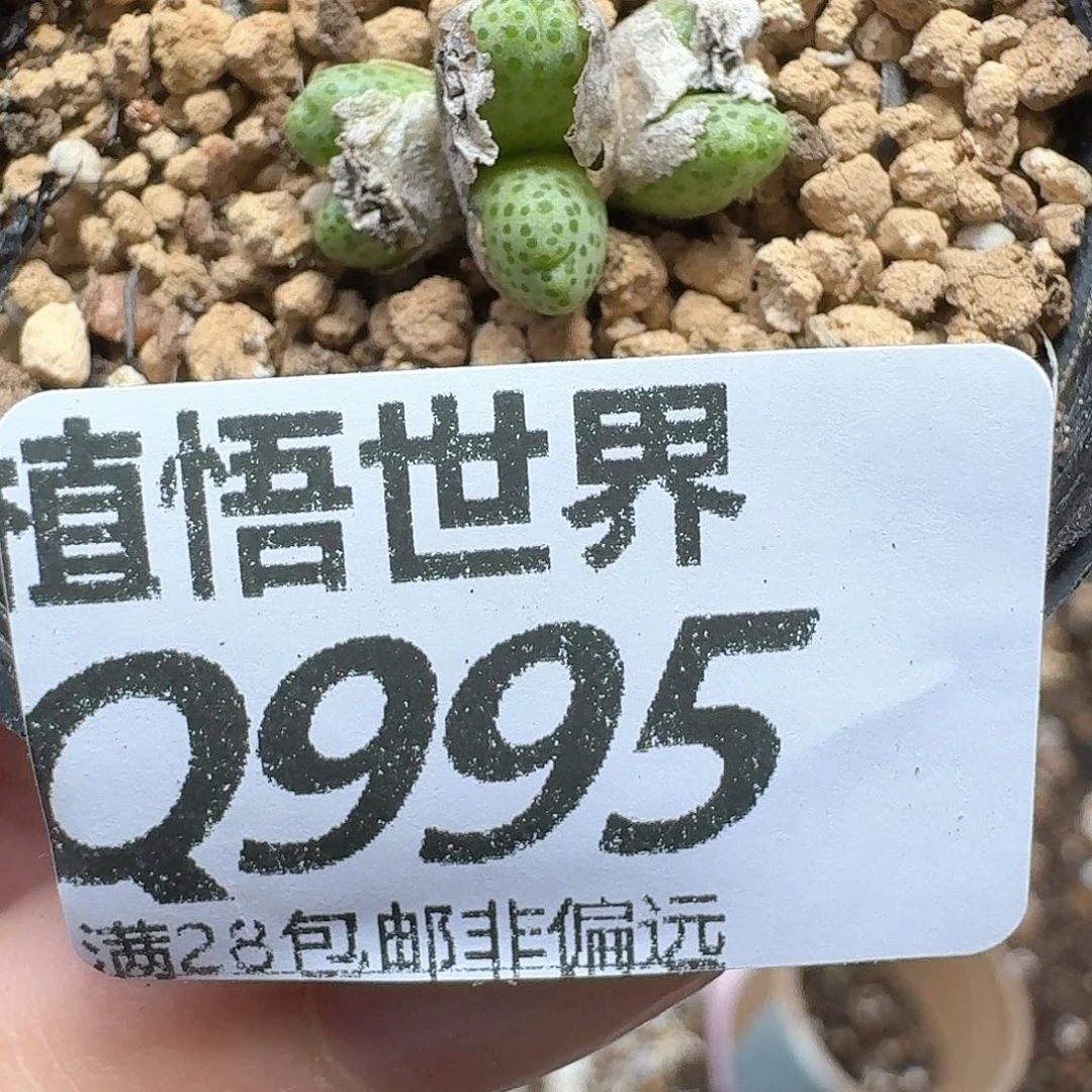 大W的润泽的润泽多肉植物
