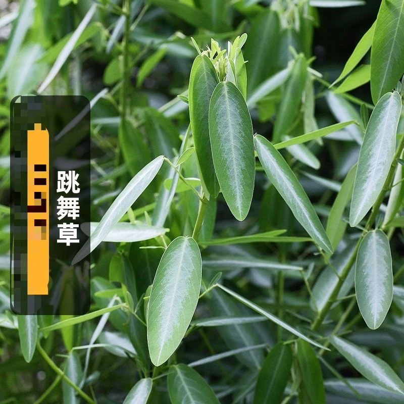 【跳舞草种子】跳舞草种子四季播种盆栽地栽