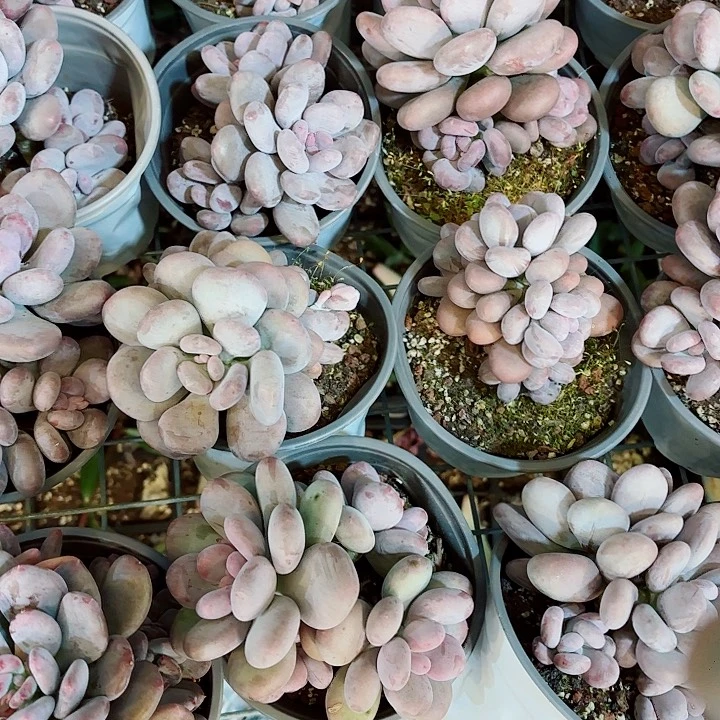 原始奶精品多肉盆栽