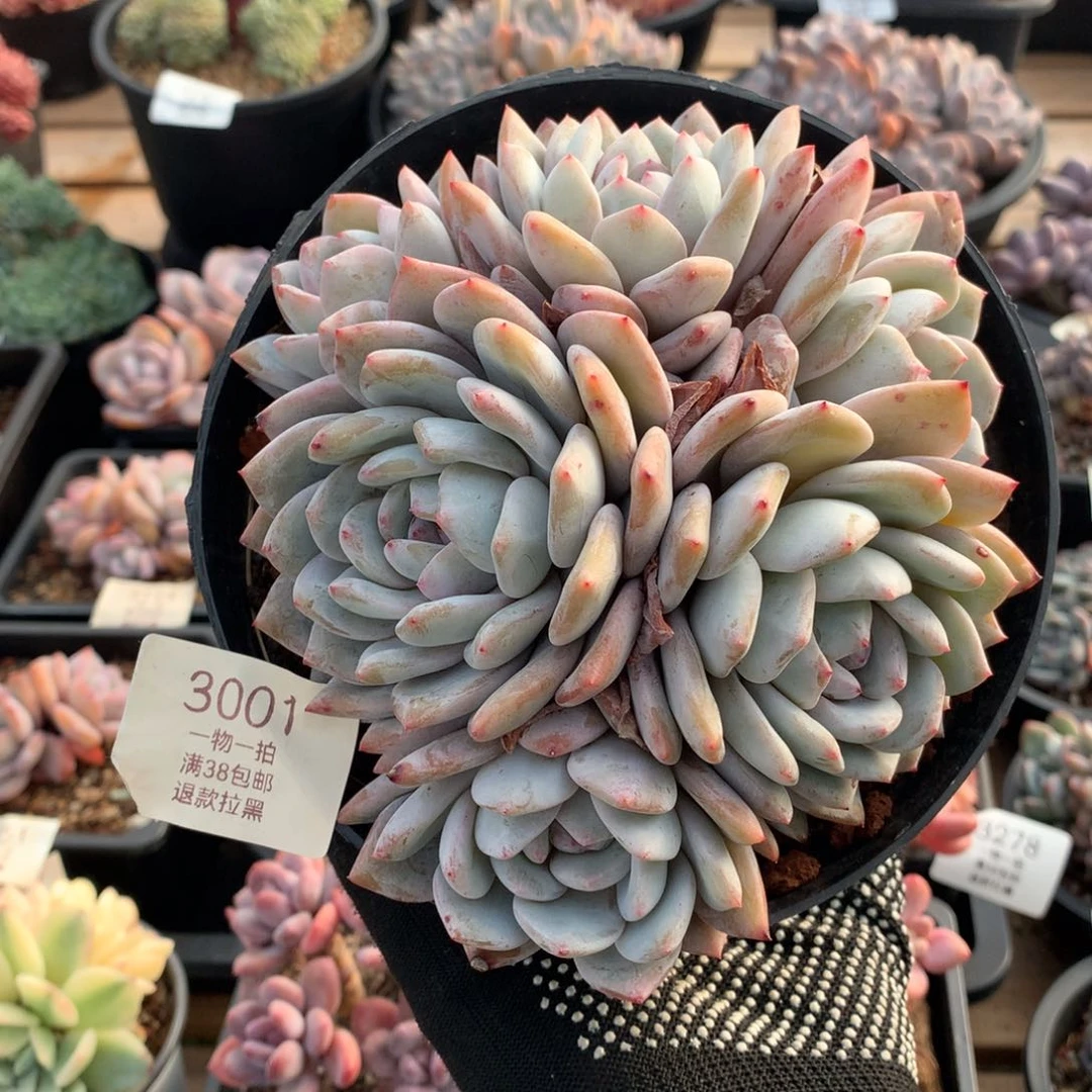 15.5厘米六头有砍星影3001