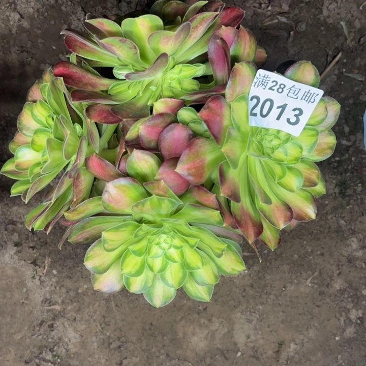 2013韶华多肉植物