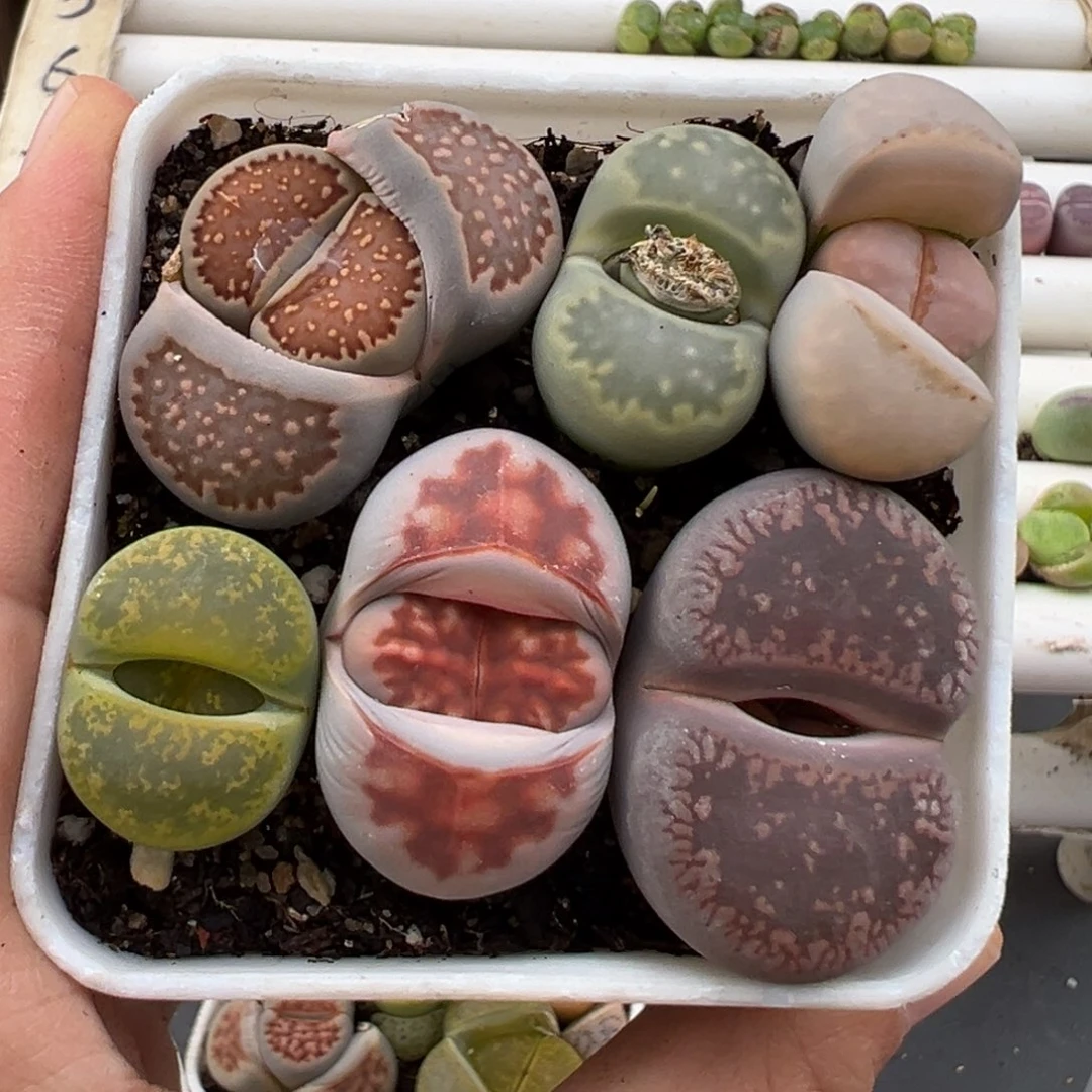 3.6好看的多肉脱土发货988