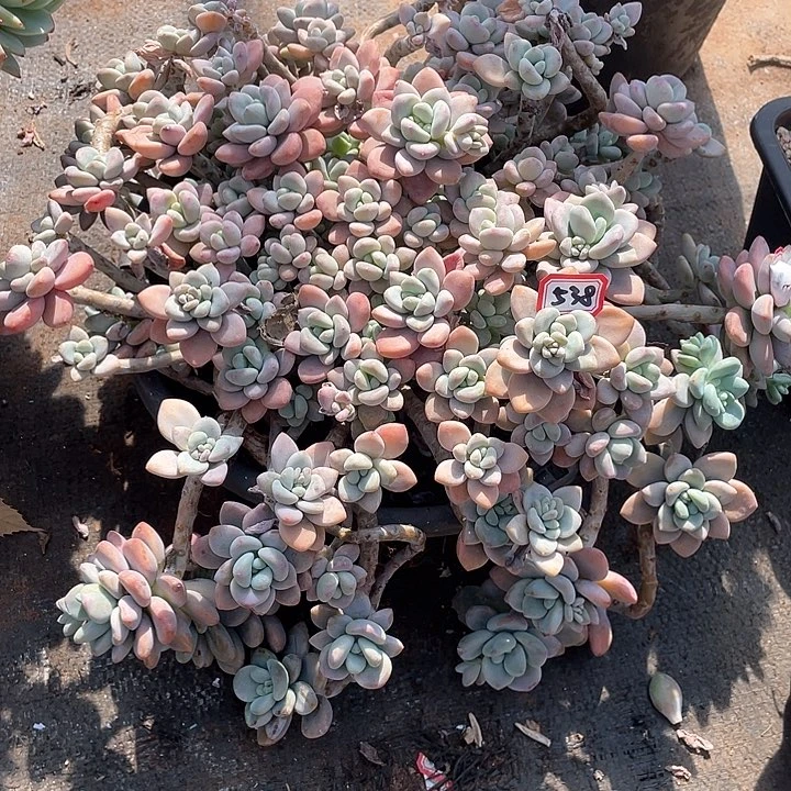 538洛神 一物一拍多肉