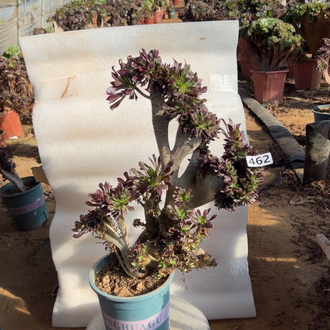 伤多黑缀462高度40厘米