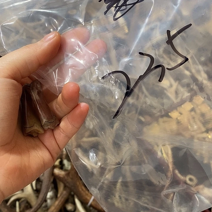 ****无非金属鹿角鹿角