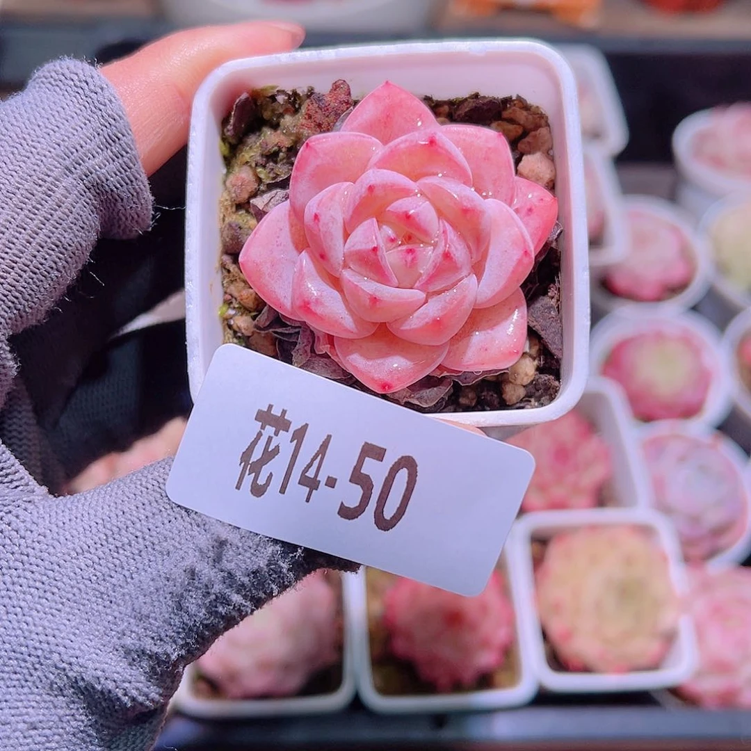 花14-50白纱单头