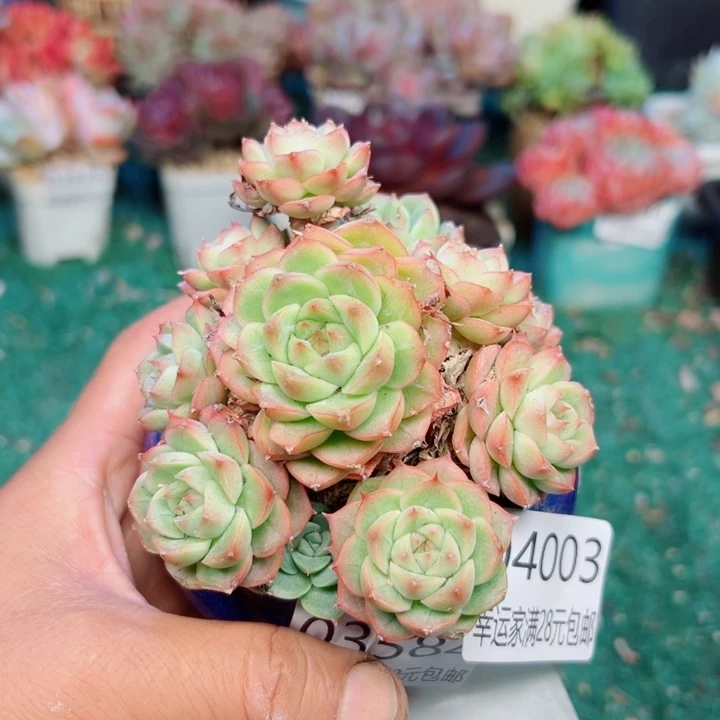 幸运的是我还在努力