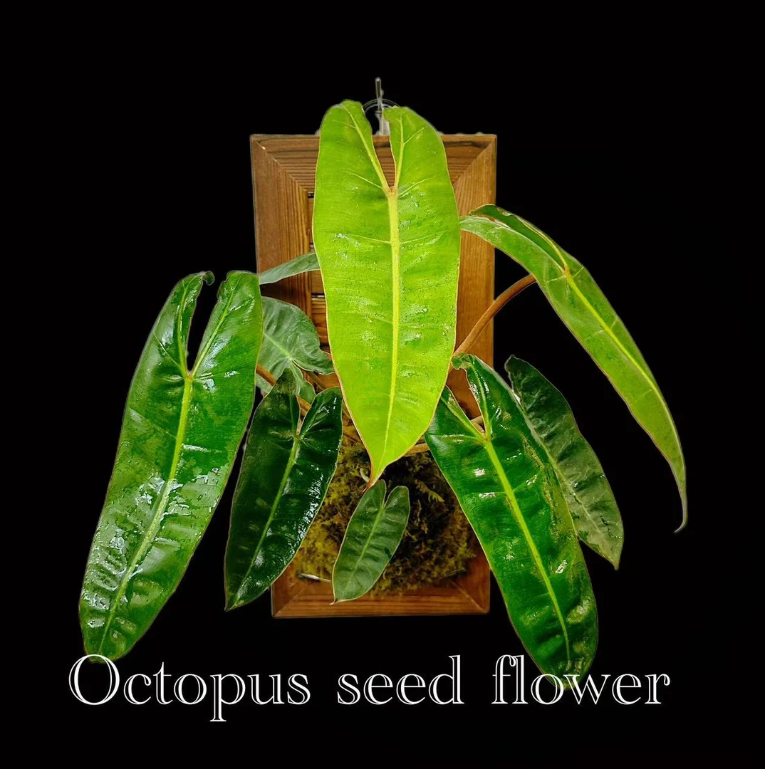 橙柄蔓绿绒  室内客厅耐阴热植观叶多年生绿植盆栽蔓绿绒系列顺丰